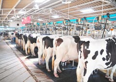 Which mastitis is on the rise? - Thermo Fisher
