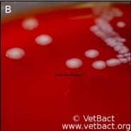 Upclose of Escherichia coli colonies