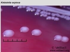 Large mucoid colonies of <em>Klebsiella</em> oxytoca