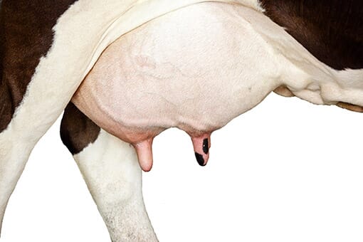 Learn why Mastitis Matters - Thermo Fisher