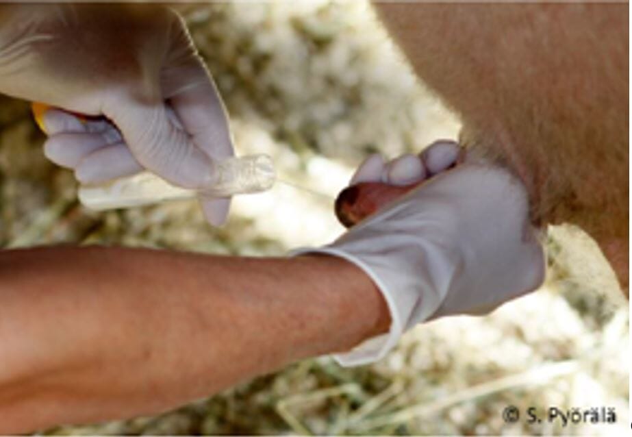 Bovine Diagnostics