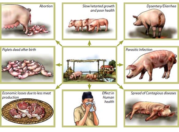 How To Farm Pigs Housing The Pig Site