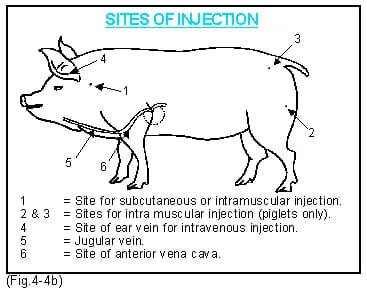 the sites of injection